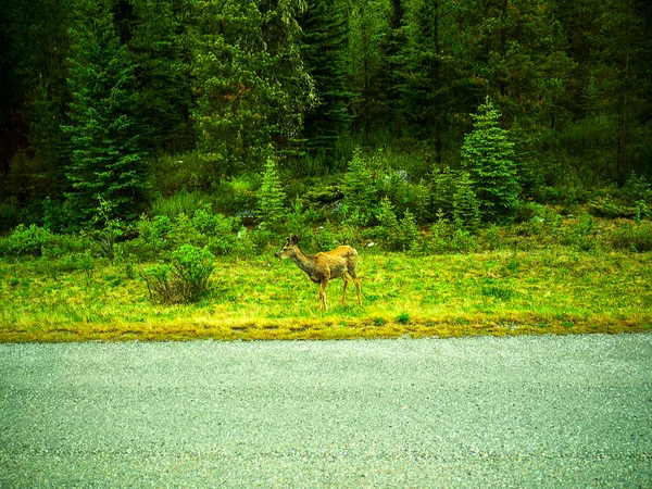 Joven Tal Vez Hembra Elk Por Carretera Cerca Medicine Lake — Foto de Stock