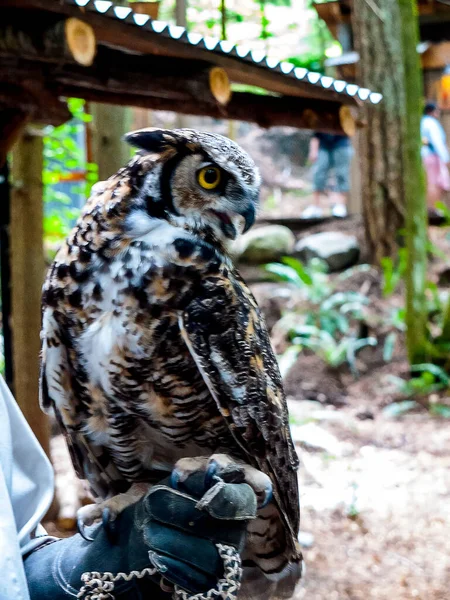 Große Uhus Der Capilano Brücke Westen Kanadas War Ein Rettungsvogel — Stockfoto