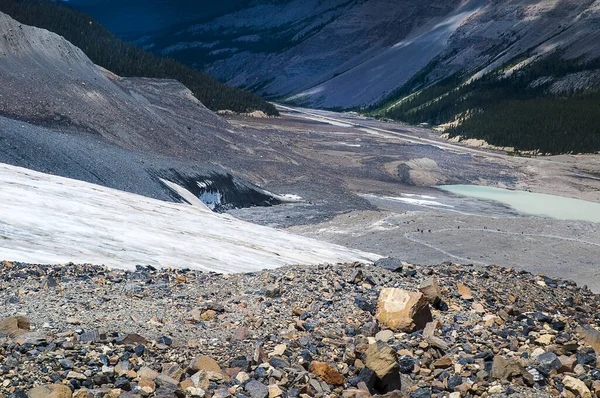 Glacier Athabasca Est Des Six Principaux Orteils Champ Glace Columbia — Photo