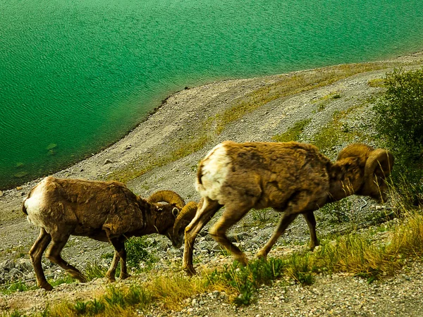 Big Horned Owca Przez Medicine Lake Kolumbii Brytyjskiej Kanada — Zdjęcie stockowe