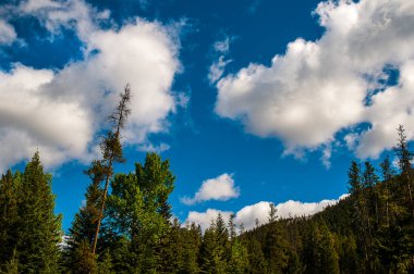 Banff Alberta Kanada 'daki Bow Nehri kıyısındaki orman..