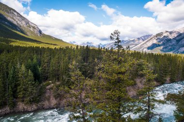 Banff Alberta Kanada 'daki Bow Nehri kıyısındaki orman..