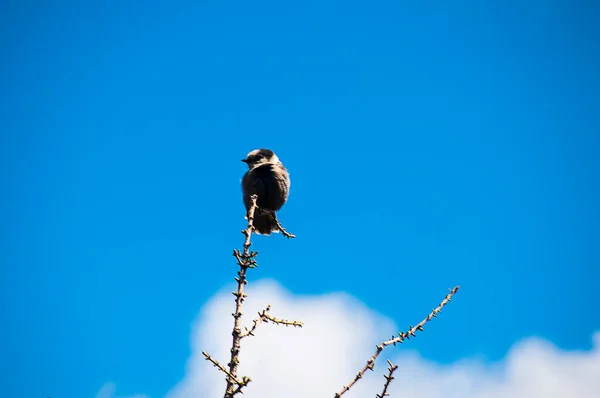 山鸡鸟在加拿大落基山附近的Supher山顶上鸣叫 — 图库照片