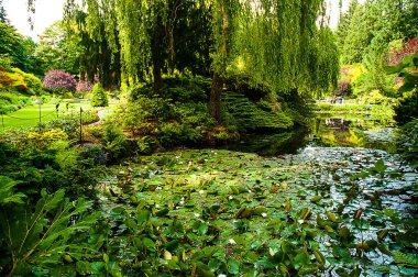 Victoria yakınlarındaki Kanada 'daki British Columbia' daki Vancouver Adası 'nda çiçek sergisi