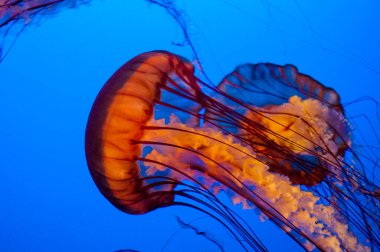 Vancouver Kanada, Stanley Park 'taki Vancouver Akvaryumu. Vancouver için önemli bir turistik ilgi merkezi olmasının yanı sıra, akvaryum deniz araştırmaları, korunma ve deniz hayvanları rehabilitasyonu merkezidir.. 