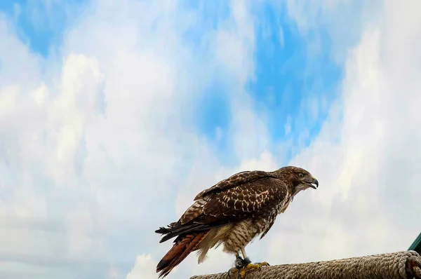 在加拿大温哥华的格罗斯山营救了老鹰在夏天有一些活动 如鸟类在运动中的示范 自然小径 世界著名的伐木工表演和濒危野生动物庇护所 — 图库照片