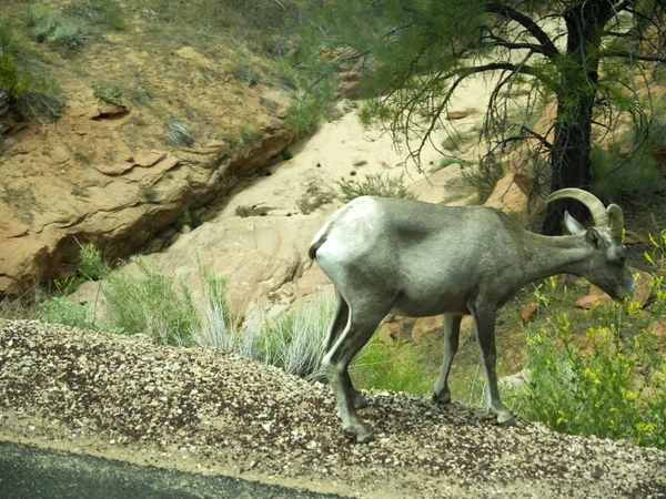 Las Montañas, ríos y animales del Parque Nacional Zion en Utah, EE.UU. — Foto de Stock