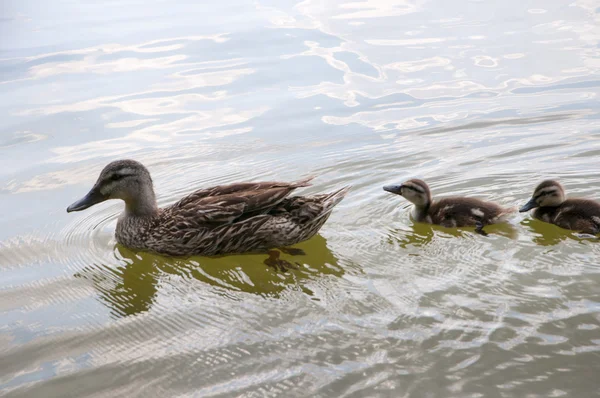 Stockente und Entchen — Stockfoto