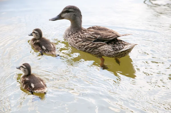 Stockente und Entchen — Stockfoto