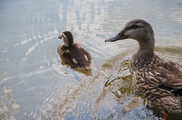 Yeşilbaş ördek ve ördek yavrusu — Stok fotoğraf