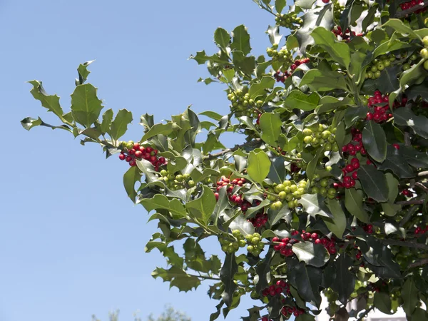 Piękne drzewa Holly, w pobliżu katedry St Matthias w Budapeszcie — Zdjęcie stockowe