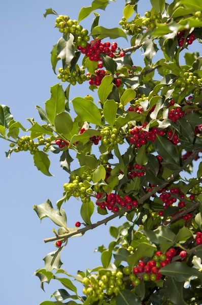 Piękne drzewa Holly, w pobliżu katedry St Matthias w Budapeszcie — Zdjęcie stockowe