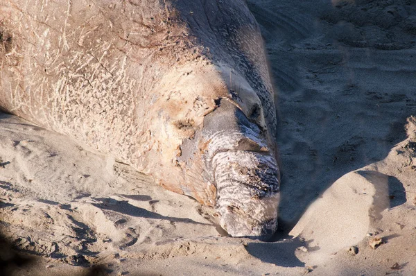 Elephant seals na big sur v Kalifornii, Usa — Stock fotografie