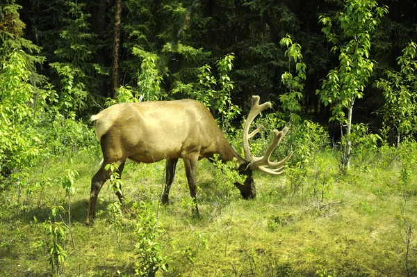 Wild Elk in Montana Verenigde Staten — Stockfoto