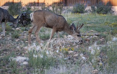 Wild Mule Deer in Grand Canyon National Park Arizona USA clipart