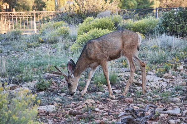 Wild Muildierhert in Nationaal Park Grand Canyon Arizona Usa — Stockfoto