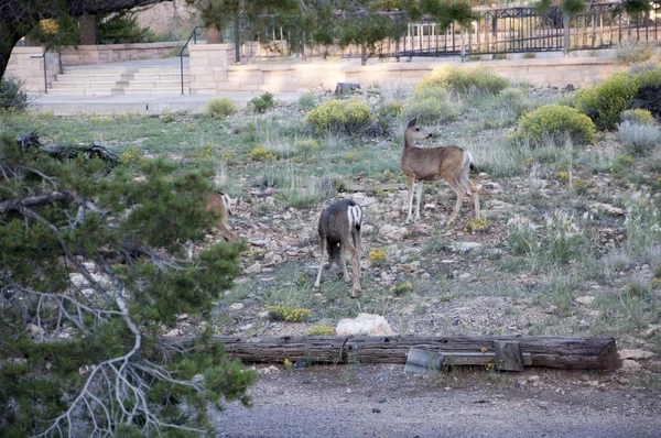 Ciervo Mulo Silvestre en el Parque Nacional del Gran Cañón Arizona EE.UU. — Foto de Stock