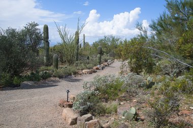 ABD'de Arizona Sonora çöl Müzesi