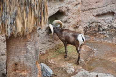 Büyük boynuzlu koyun ABD'deki Arizona Sonora çöl Müzesi'nde