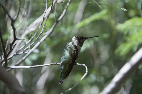 Hummingbird at the Arizona-Sonora Desert Museum south of Phoenix Arizona USA — Stock Photo, Image