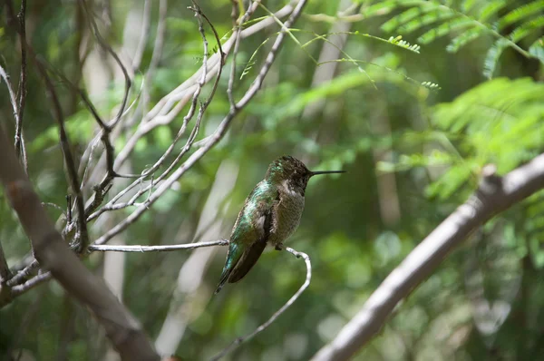 Hummingbird at the Arizona-Sonora Desert Museum south of Phoenix Arizona USA — Stock Photo, Image