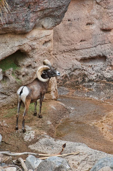 Grote gehoornde schapen in de Arizona-Sonora Desert Museum in de Verenigde Staten — Stockfoto