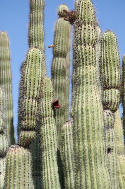 Arizona Sonora çöl Museum yanında Phoenix Arizona ABD kaktüs