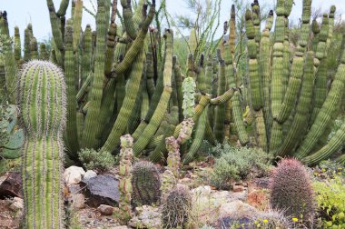 Arizona Sonora çöl Museum yanında Phoenix Arizona ABD kaktüs
