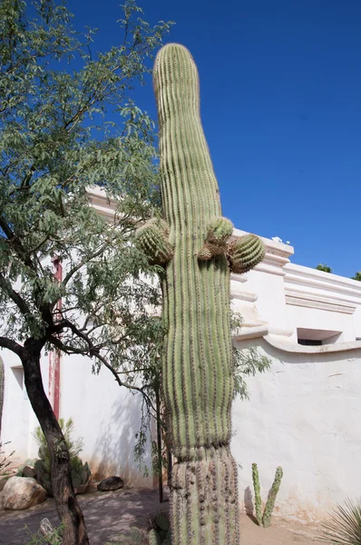 La antigua Misión Española de San Javier del Bac cerca de Tucson Arizona —  Fotos de Stock