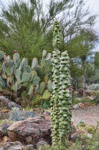 Kaktus w Muzeum pustyni Sonora Arizona w pobliżu Phoenix Arizona Usa — Zdjęcie stockowe