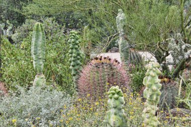 Arizona Sonora çöl Museum yanında Phoenix Arizona ABD kaktüs