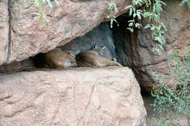 Vahşi kediler içinde Arizona Sonora çöl Ulusal Anıt Phoenix Arizona yakınlarında