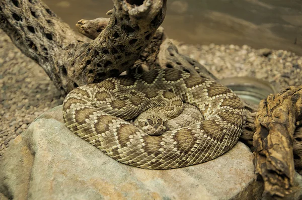 Ratelslang in de Arizona Sonora woestijn National Monument in de buurt van Phoenix Arizona — Stockfoto