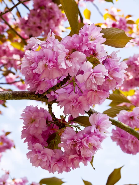 Double Cherry Blossom in an English Garden — Stock Photo, Image