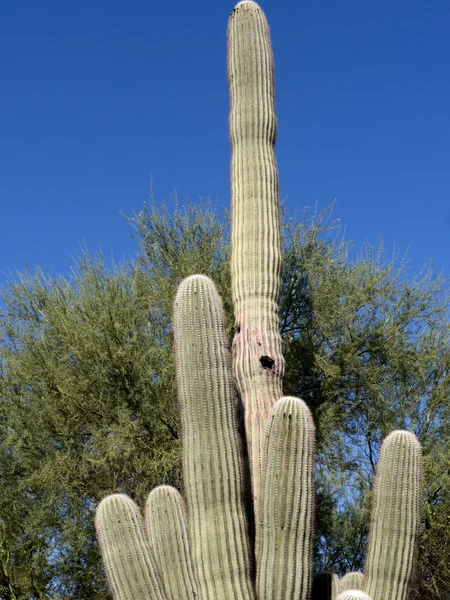 Arizona pustyni Sonora Muzeum od Phoenix Arizona Usa — Zdjęcie stockowe