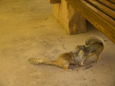 Sincap zion national park utah ABD