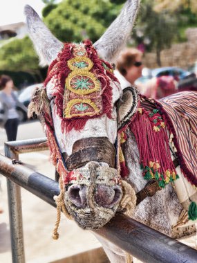 mijas Güney İspanya'nın eşek taksiler