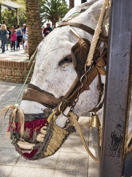 The Donkey Taxis of Mijas in Southern Spain — Stock Photo, Image