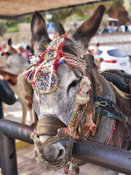 Os táxis burro de Mijas no sul da Espanha — Fotografia de Stock