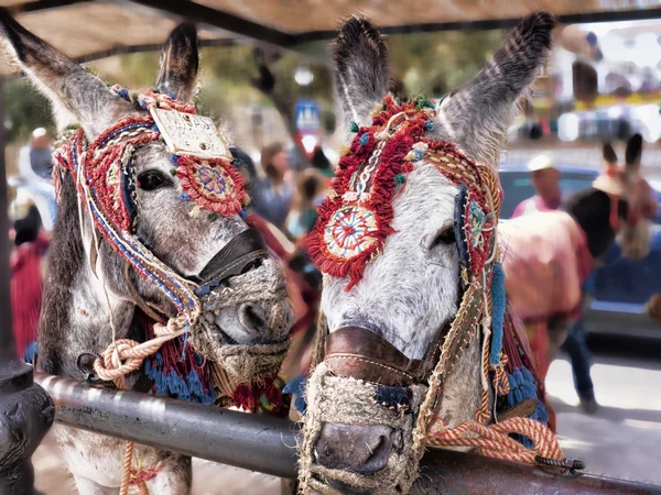 Os táxis burro de Mijas no sul da Espanha — Fotografia de Stock