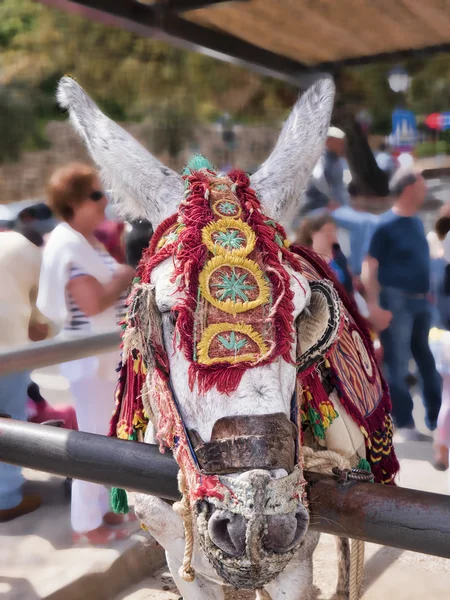 Os táxis burro de Mijas no sul da Espanha — Fotografia de Stock