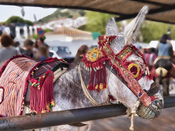 The Donkey Taxis of Mijas in Southern Spain — Stock Photo, Image