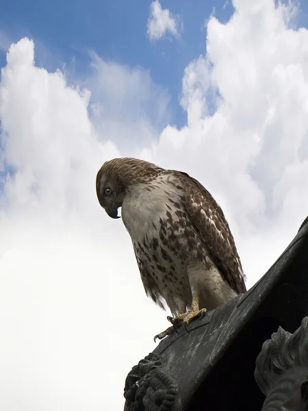 Red Tailed Hawk in the centre of Washington DC USA — Stock Photo, Image