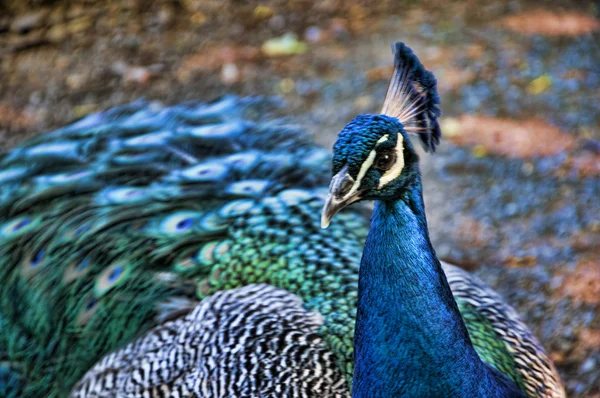 Peacock at Museum of Appalachia — Stock Photo, Image