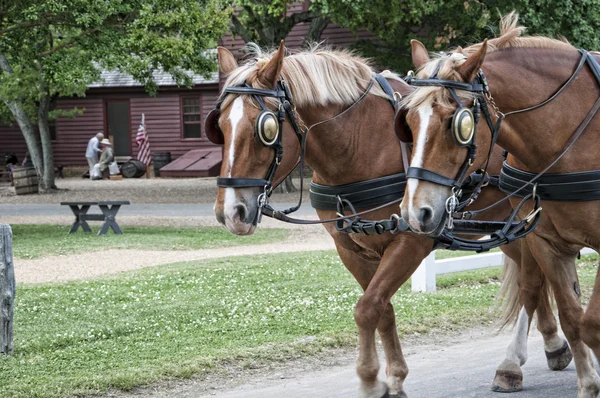 Лошади в Вильямсбурге Вирджиния США — стоковое фото