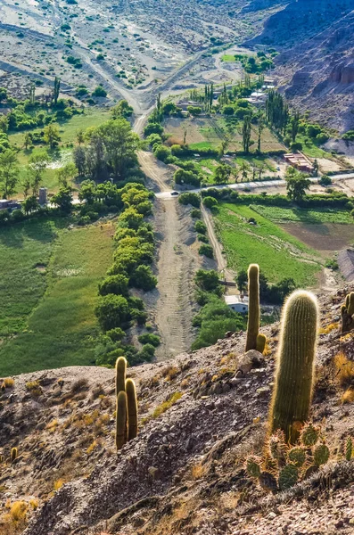 Arjantin, Jujuy 'daki Purmamarca köyünden renkli tepelerdeki ve dağlardaki kaktüslerin stok fotoğrafı. Peyzaj