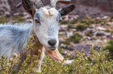 Tilcara, Jujuy, Arjantin 'deki Garganta del Diablo yolunda bir keçinin fotoğrafı. Quebrada de Humahuaca