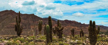 Tilcara 'daki Pucara arkeolojik anıtındaki manzara manzarasının panoramik fotoğrafı - eski inka öncesi kalıntıları - Jujuy, Arjantin. Quebrada de Humahuaca