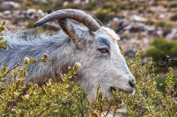 Photo of a goat in the valley landscape in the path to the Garganta del Diablo in Tilcara, Jujuy, Argentina. Quebrada de Humahuaca