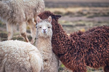 Alpacas, biri kameraya bakıyor, Peru 'nun Colca bölgesindeki dağ vadisinde. Güney Amerika manzarası ve faunası